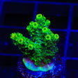 ORA Green Planet Acropora Coral