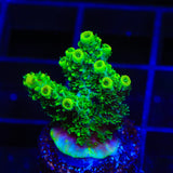 ORA Green Planet Acropora Coral