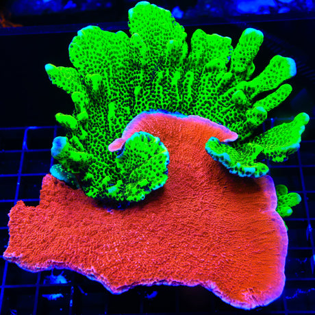 ORA Green Spongodes and Red Montipora Cap Colony Coral