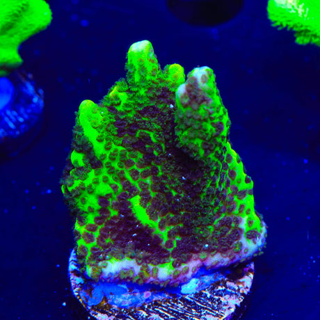 ORA Green Spongodes Montipora Coral