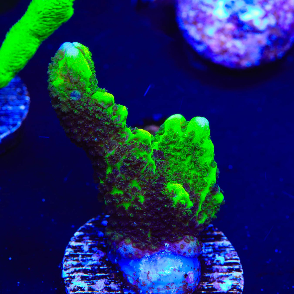 ORA Green Spongodes Montipora Coral