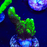 ORA Green Spongodes Montipora Coral