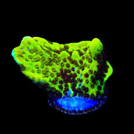 ORA Green Spongodes Montipora Coral
