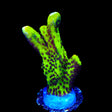 ORA Green Spongodes Montipora Coral