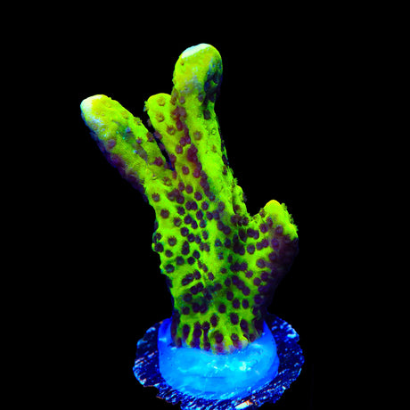 ORA Green Spongodes Montipora Coral
