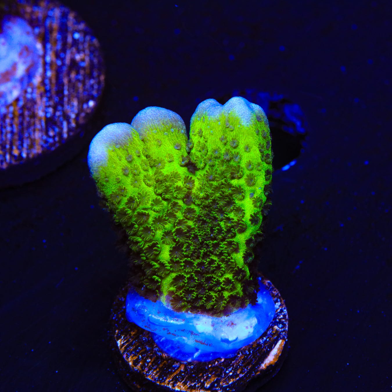 ORA Green Spongodes Montipora Coral – Almost WYSIWYG – Top Shelf