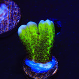 ORA Green Spongodes Montipora Coral