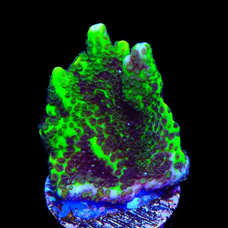 ORA Green Spongodes Montipora Coral