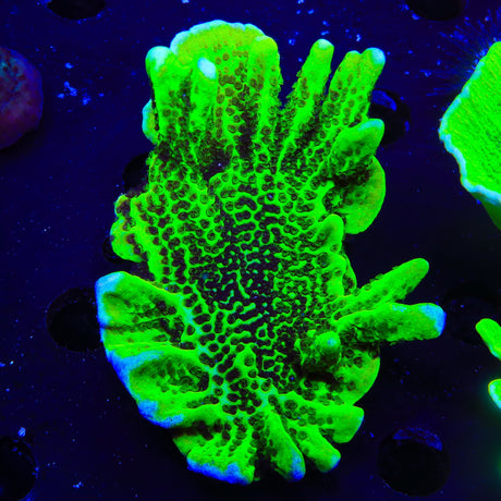 ORA Green Spongodes Montipora Coral