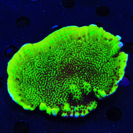 ORA Green Spongodes Montipora Coral