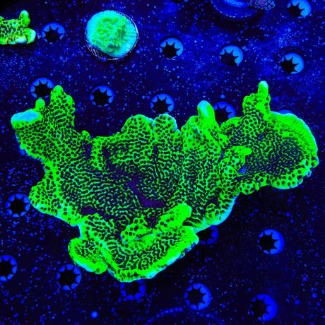 ORA Green Spongodes Montipora XL Frag Coral