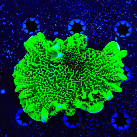ORA Green Spongodes Montipora XL Frag Coral