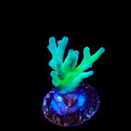 ORA Hawkins Echinata Acropora Coral