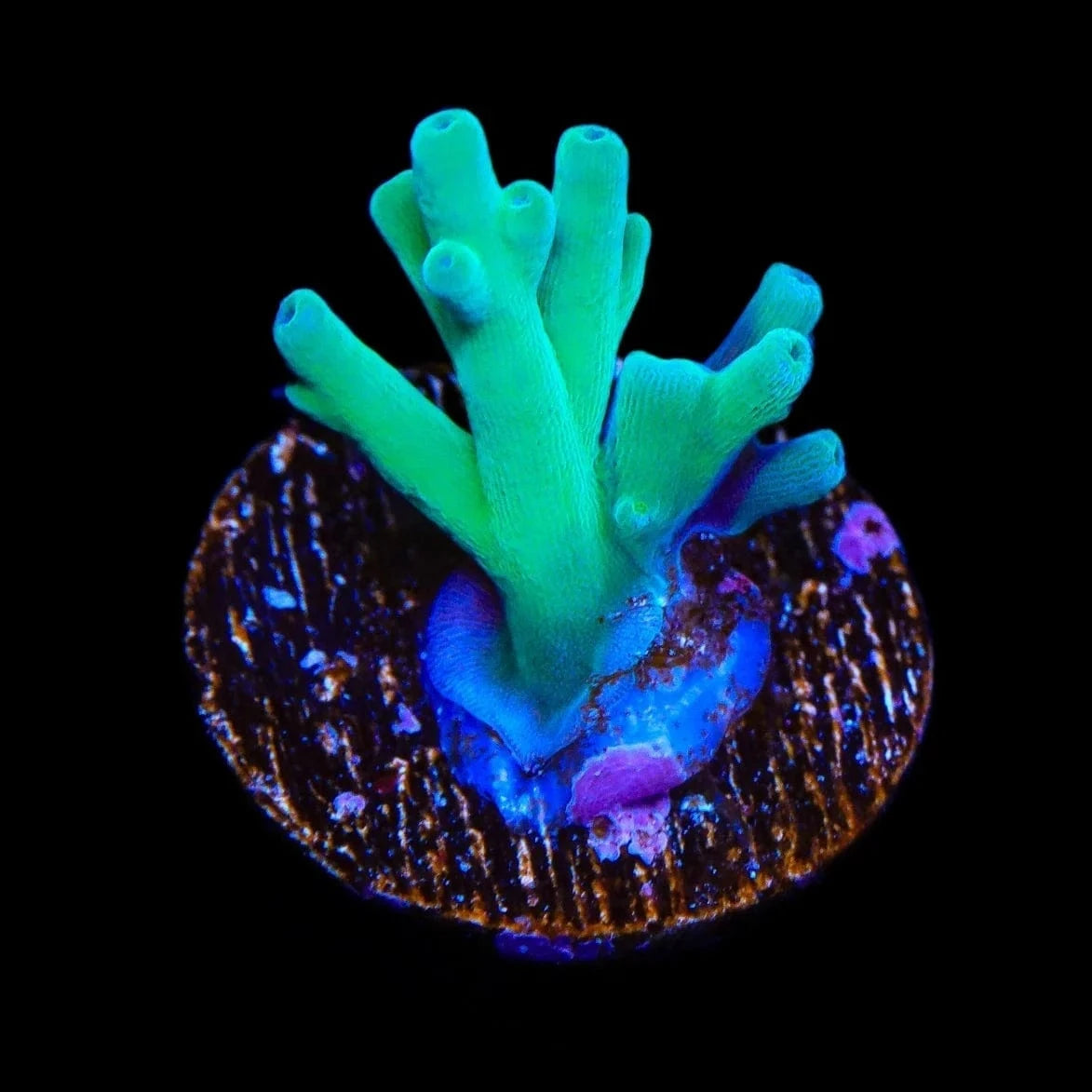 ORA Hawkins Echinata Acropora Coral