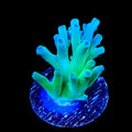 ORA Hawkins Echinata Acropora Coral