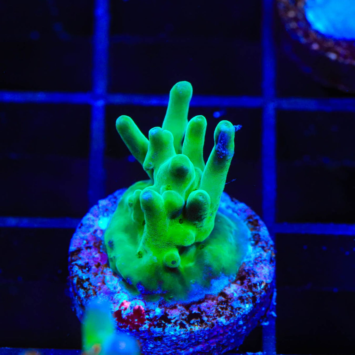 ORA Hawkins Echinata Acropora Coral