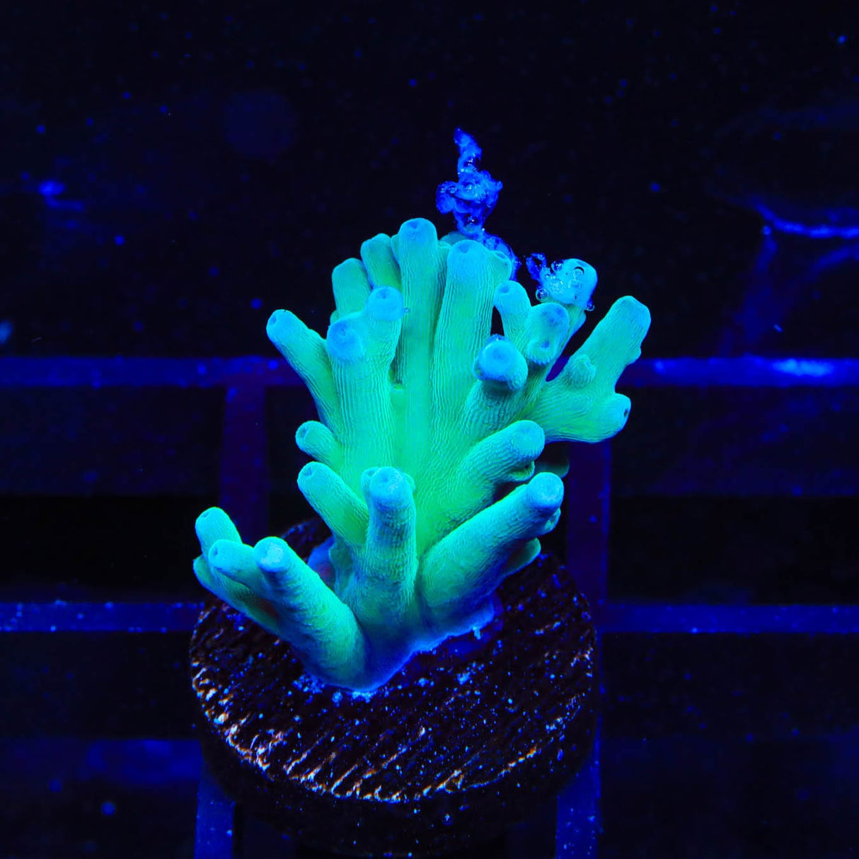 ORA Hawkins Echinata Acropora Coral