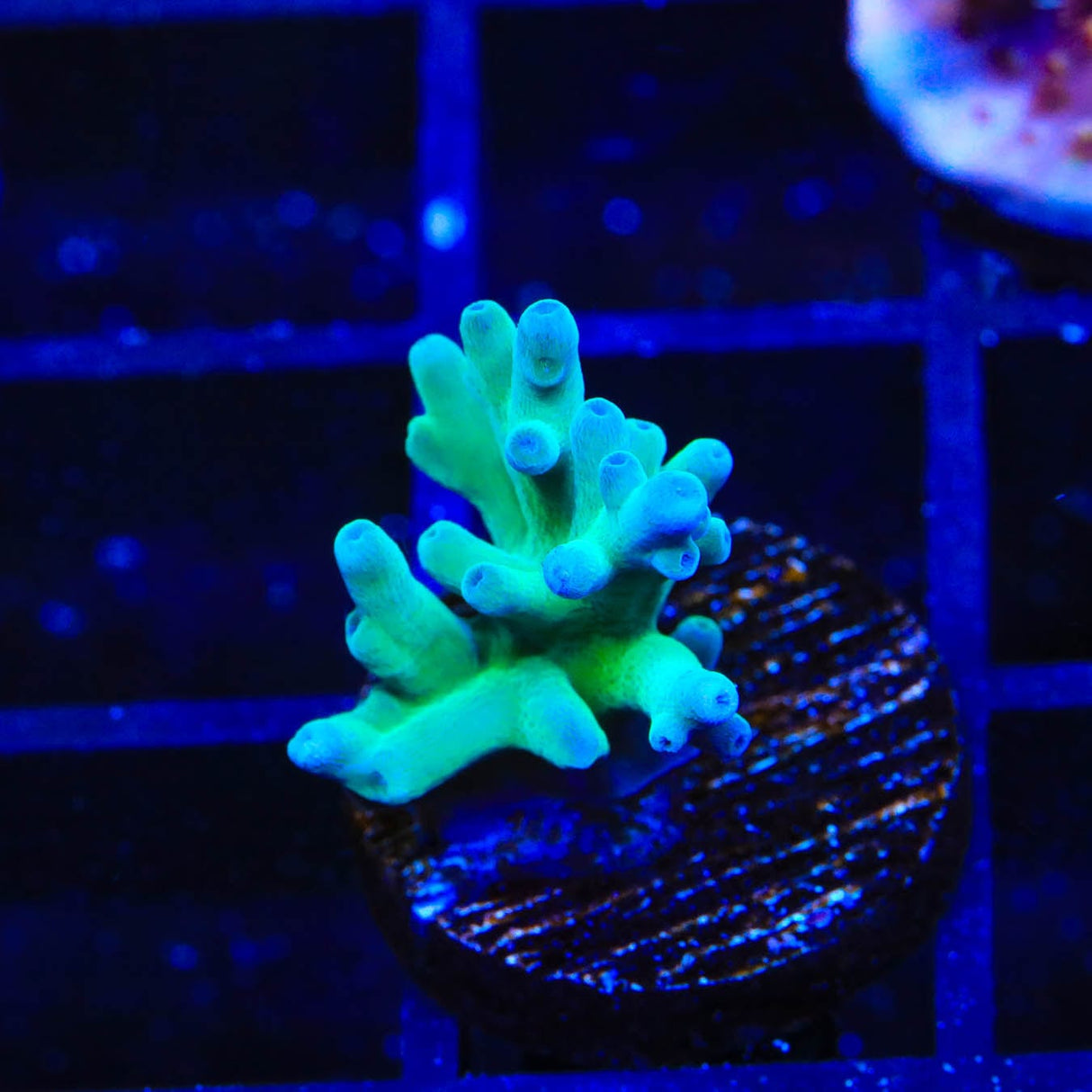ORA Hawkins Echinata Acropora Coral