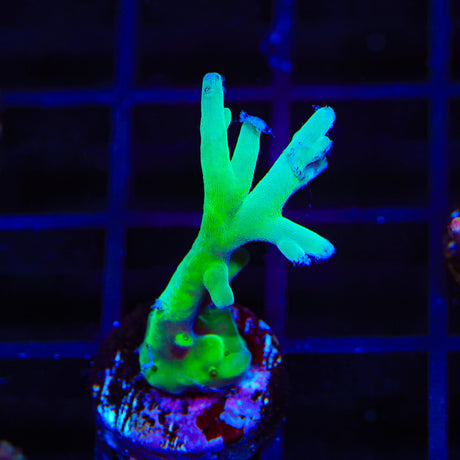 ORA Hawkins Echinata Acropora Coral