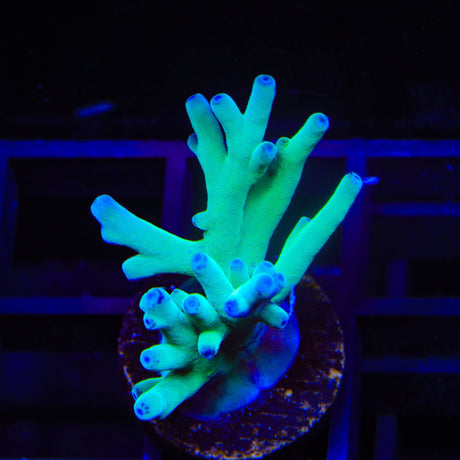 ORA Hawkins Echinata Acropora Coral