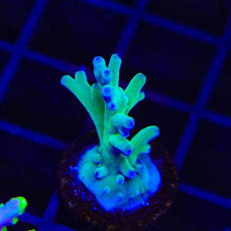 ORA Hawkins Echinata Acropora Coral