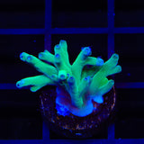 ORA Hawkins Echinata Acropora Coral