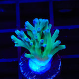 ORA Hawkins Echinata Acropora Coral