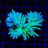 ORA Hawkins Echinata Acropora XL Frag Coral