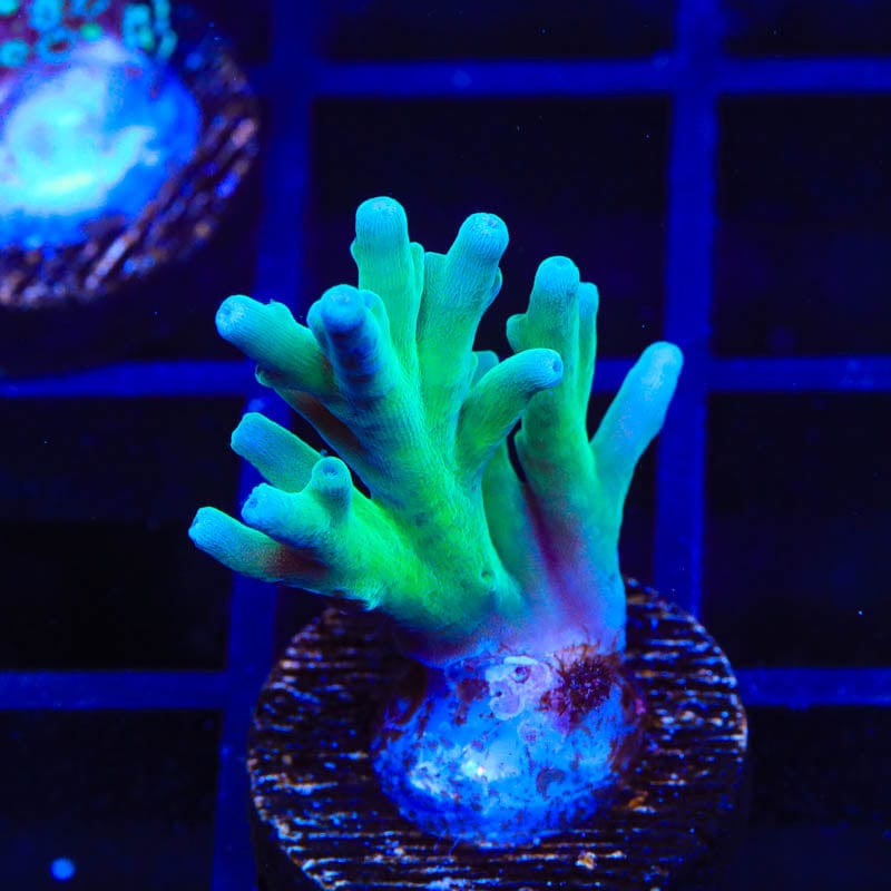 ORA Hawkins Echinata Coral
