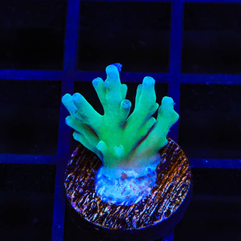 ORA Hawkins Echinata Coral