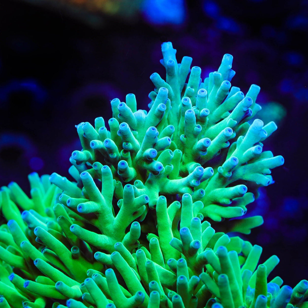 ORA Hawkins Echinata Coral