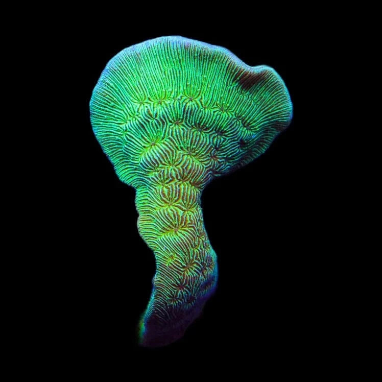 ORA Mint Pavona Coral