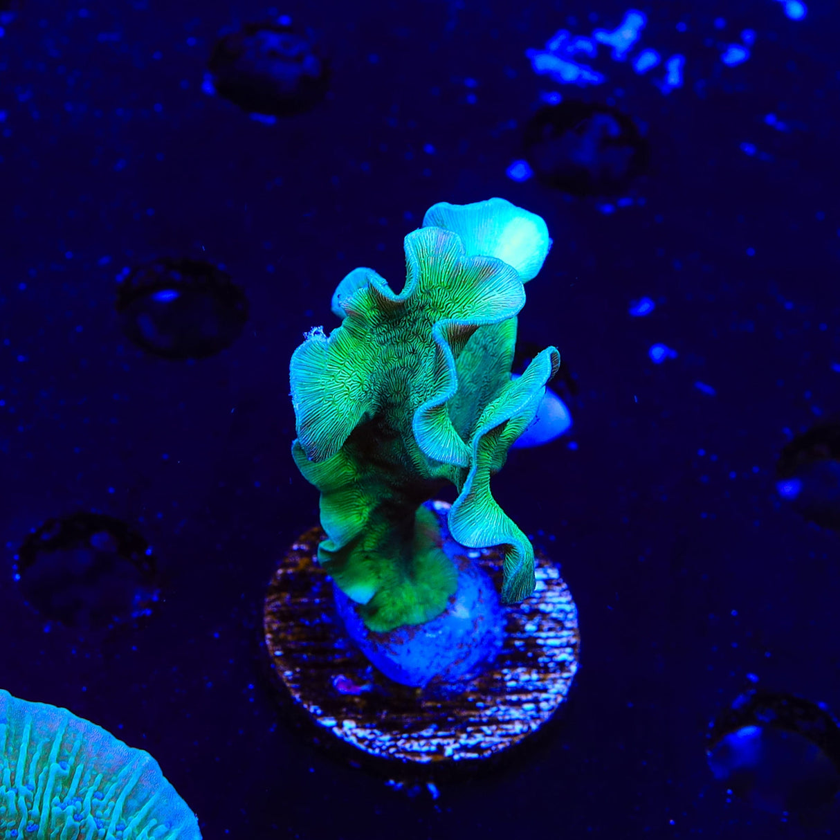 ORA Mint Pavona XL Frag Coral