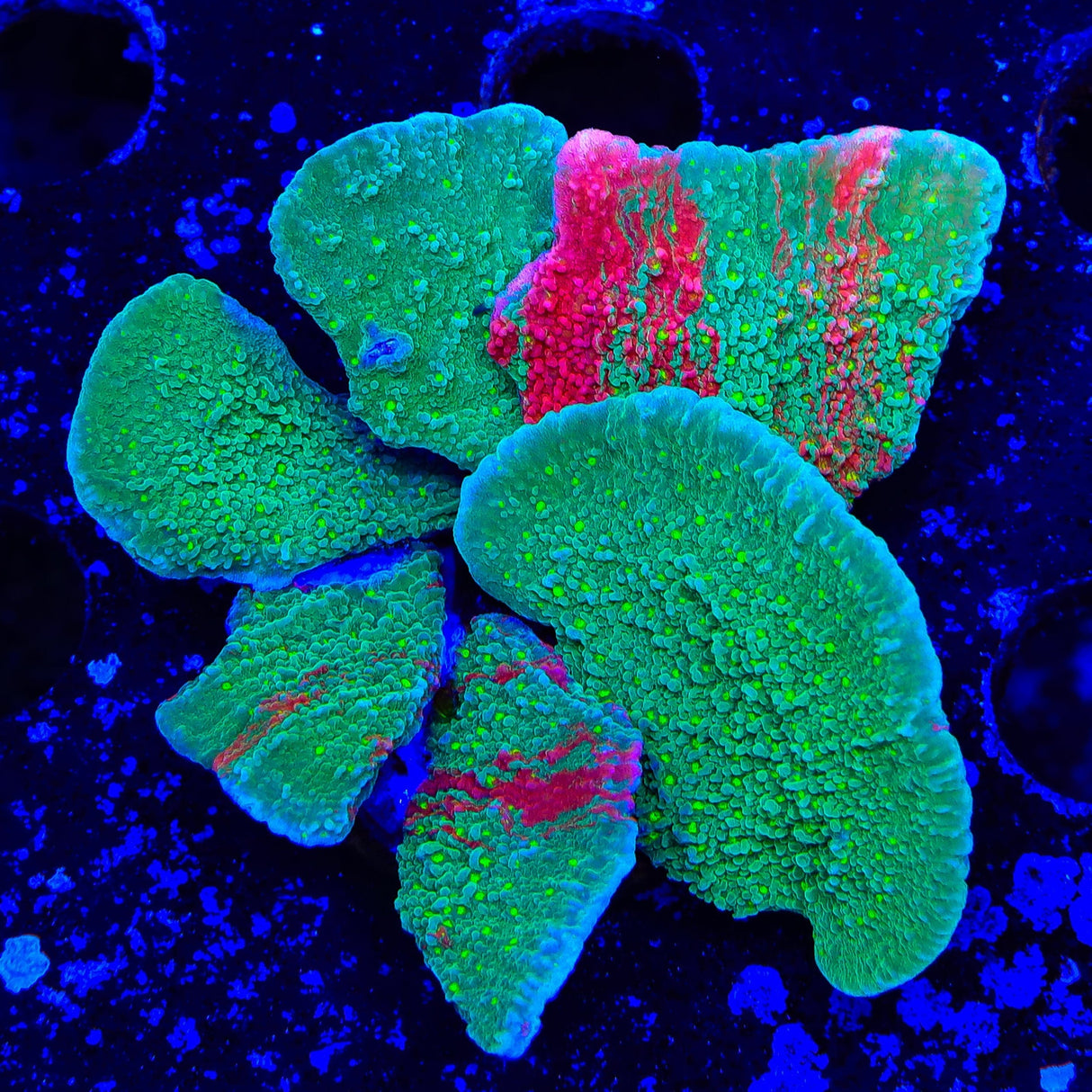 ORA Mint Pavona XL Frag Coral