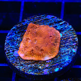 ORA Orange Pavona Coral