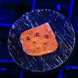 ORA Orange Pavona Coral