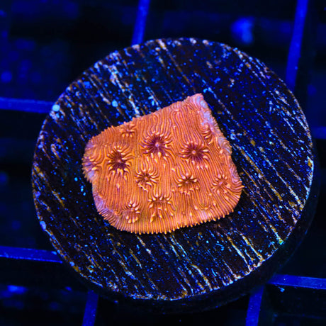 ORA Orange Pavona Coral
