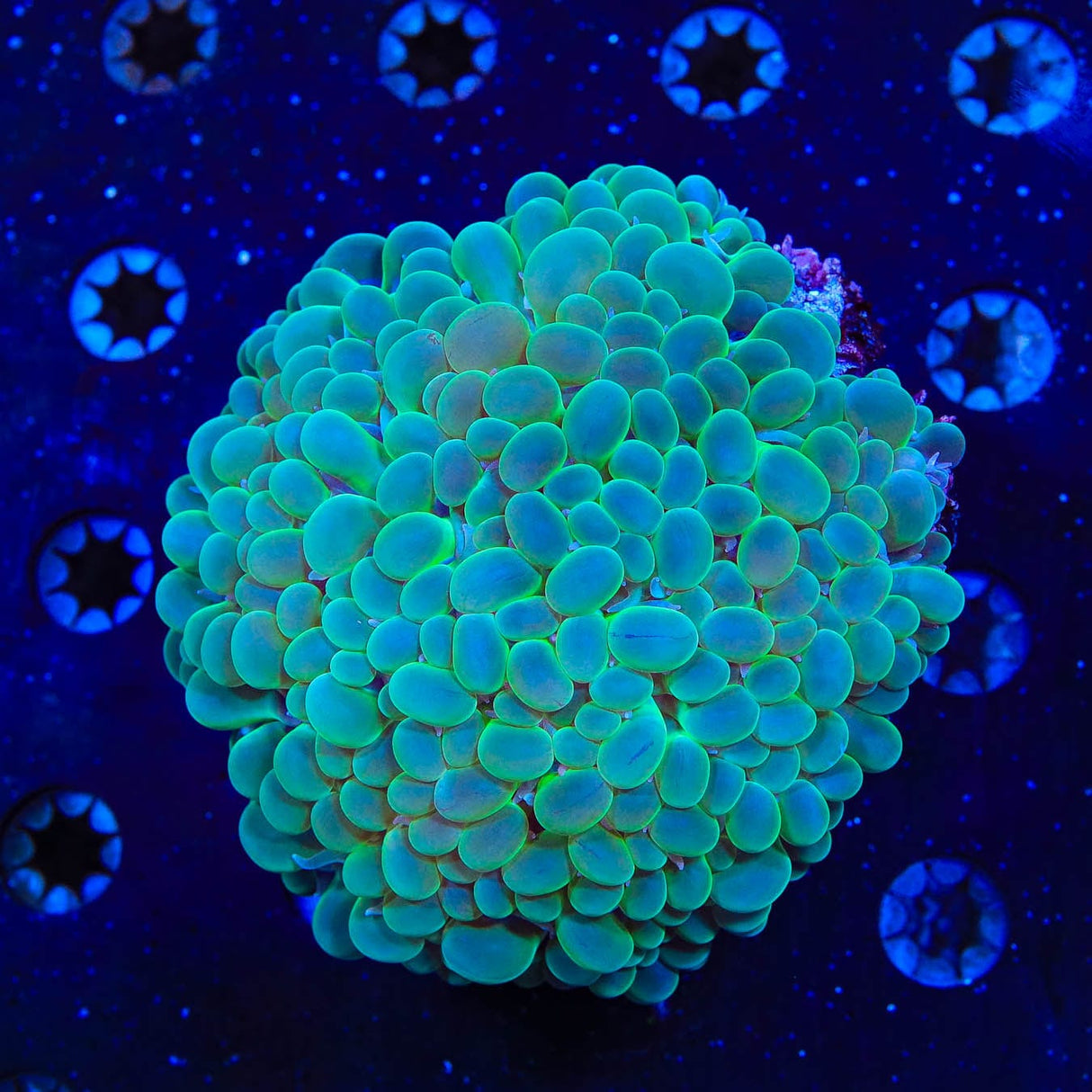 ORA Pearl Bubble Coral