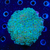 ORA Pearl Bubble Coral