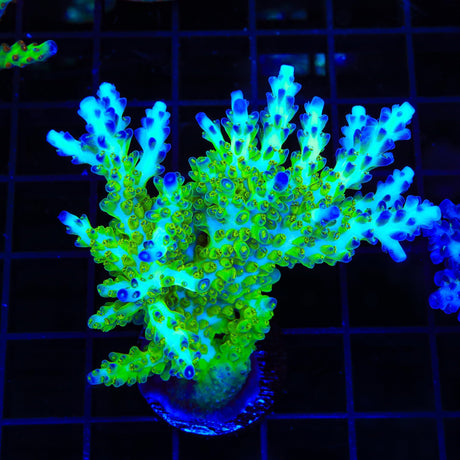 ORA Pearlberry Acropora Colony Coral