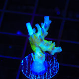 ORA Pearlberry Acropora Coral