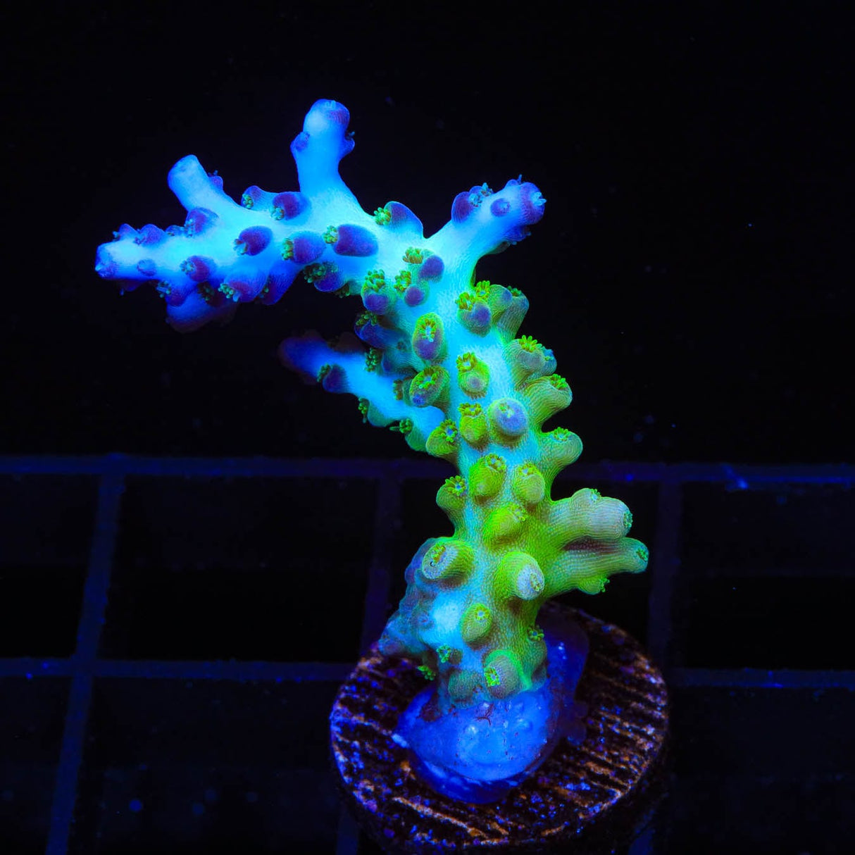 ORA Pearlberry Acropora Coral