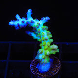 ORA Pearlberry Acropora Coral