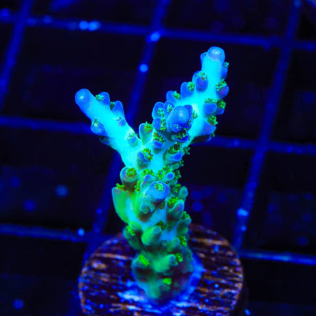 ORA Pearlberry Acropora Coral