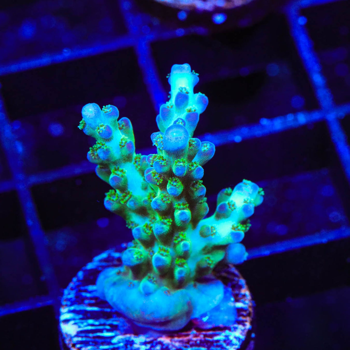 ORA Pearlberry Acropora Coral