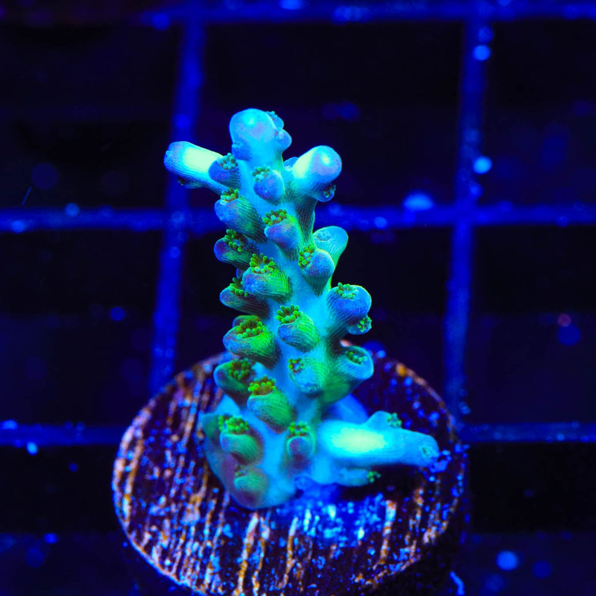 ORA Pearlberry Acropora Coral