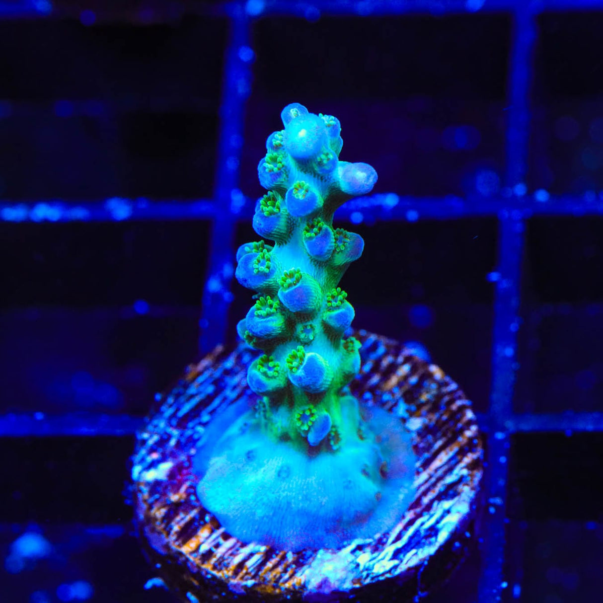 ORA Pearlberry Acropora Coral
