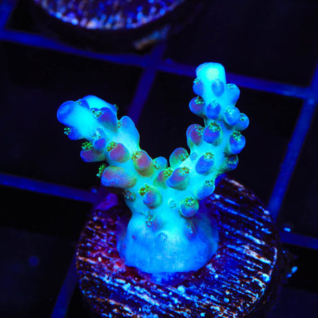 ORA Pearlberry Acropora Coral