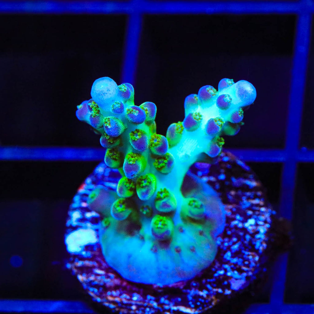 ORA Pearlberry Acropora Coral