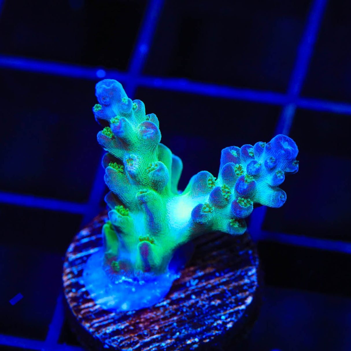 ORA Pearlberry Acropora Coral